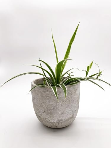 Grünlilie Chlorophytum comosum Zimmerpflanze im Topf, luftreinigend, 1 Pflanze im 10cm Topf