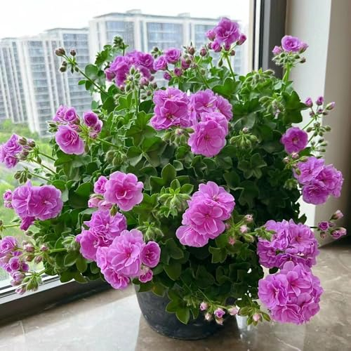 40 pcs geranien samen hängend mehrjährig, Geranie, gastgeschenk blumensamen, balkon beet geranien pflanzen echt (Pelargonium hortorum) frühlingsblumen, kletterpflanze wiesenblumen