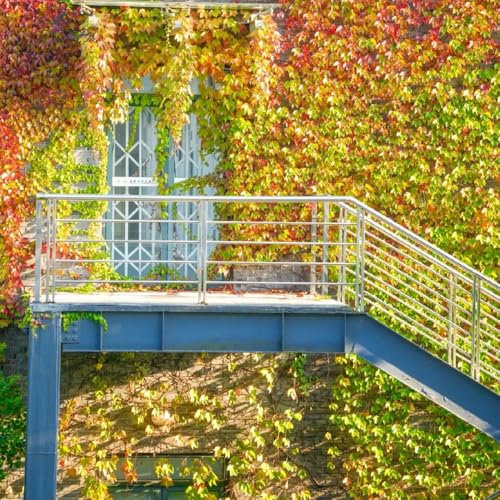 Jungfernrebe wilder wein samen - balkonpflanzen winterhart mehrjährig wilder wein kletterpflanzen samen, luftreinigende zimmerpflanzen gartendeko für draußen dekopflanzen 500pcs