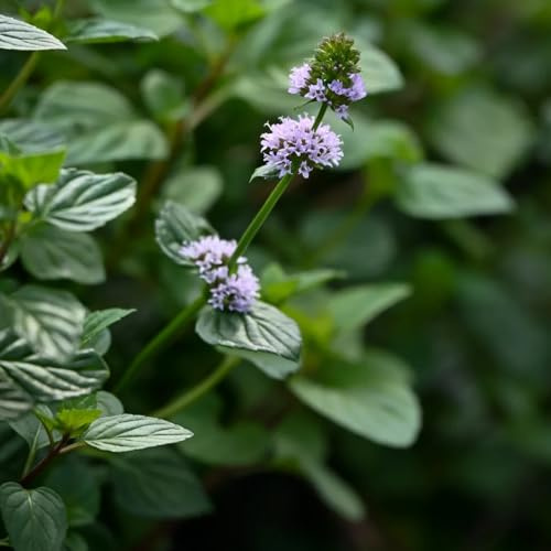Semi di menta piperita, resistente al freddo da balcone biologici esotiche alla serra 400pcs