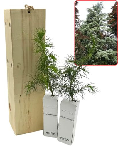 Cedro de Himalaya - Arbolito presentado en Caja de Madera para Regalar - Planta Viva - (2 Unidades)