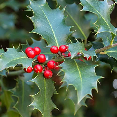 Inglese Agrifoglio, Ilex aquifolium, semi di albero (Appariscente Evergreen, Hedge) (60)