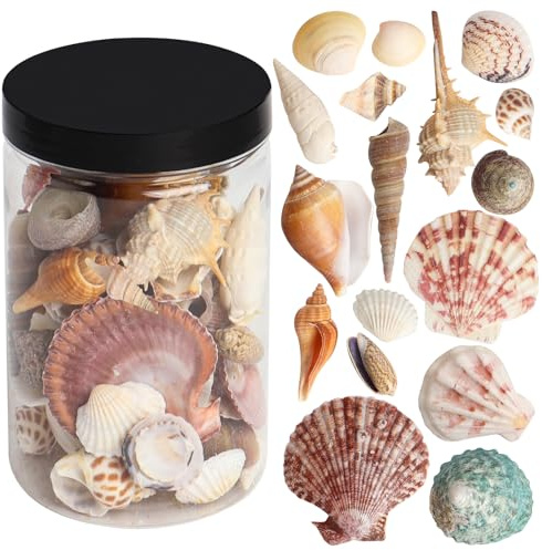 HAPY SHOP Mixed Sea Shells 250 g Shells Various Size up to 2.5 in Seashells Bulk with Box Shells for Crafts,Tank Vase Filler,Beach Theme Party,Home Decor,Resin Decoration(60-70 pcs)
