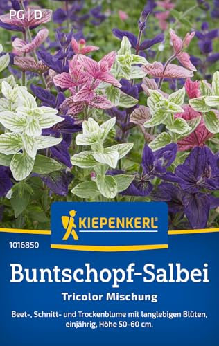 Kiepenkerl Buntschopf-Salbeisamen Tricolor Mischung 1016850 - Einjährige Blumensamen mit einer Wuchshöhe von 50 bis 60cm und einem Inhalt für 80 Pflanzen - Saatgut