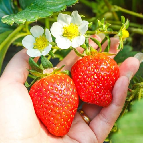 fresas colgantes fresas, de balcón, columnares semillas de fresa orgánicas Semillas frutas balcón resistentes Cultivo verdes, interior. exótico 600semillas