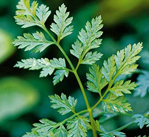 Chervil Great Garden Herb by Seed Kingdom Bulk 1/4 Seeds