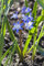 Scilla siberica ca. 9x9 cm Topf - Sibirischer Blaustern, leuchtend blaue Blüten, Blütezeit März-April, ideal für Frühlingsbeete, bienenfreundlich