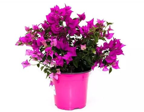 Bougainvillea Natural Planta de Bajo Mantenimiento que te Dará Flores Durante Todo el Año