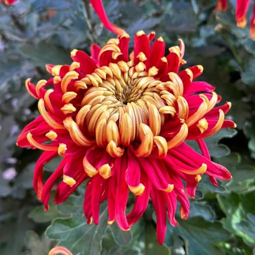 chrysanthemen pflanzendeko kräutersamen blumenwiese herbstaussaat mehrjährig gartendeko für draußen extrem winterharte kübelpflanzen chrysantheme topfpflanzen echt büropflanzen 350samen