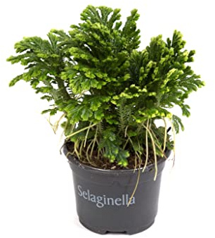 DECOALIVE Selaginella Planta Natural Rosa de Jericó Absorbe Energías Negativas