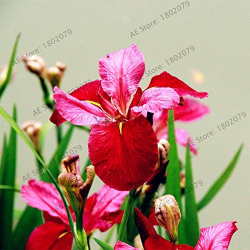 Graines de fleurs d'iris de couleurs mélangées Graines de fleurs Graines d'iris rares Plantes naturelles Fleur d'orchidée DIY pour jardin 100 graines/lot