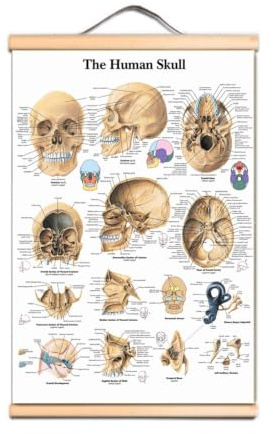 1st The Human Skull Affischtryck Väggdiagram Anatomi Bildkonst Canvas Scroll Målning Sjukhus Kliniker Heminredning Väggmålning(Scroll Painting,50X70 CM)