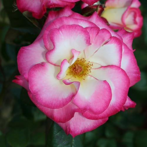 Rose 'Handel' - Stunning Climbing Rose with Unique Rosy Pink Blooms - Repeat Flowering, Ideal for Walls and Fences - Hardy and Easy to Grow - 1x Bareroot by Thompson & Morgan