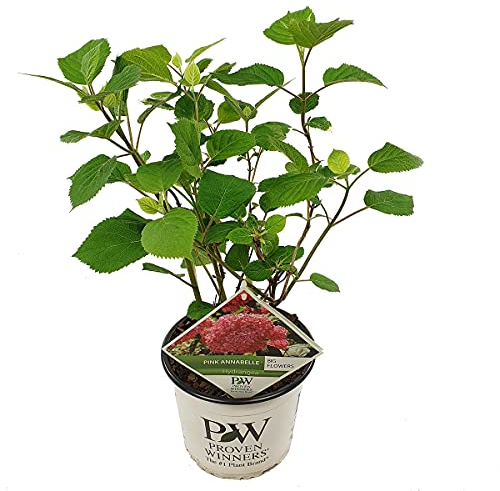 Bloomique - Hydrangea Pink Annabelle - Hortensia - Rose - Plantes de jardin - Résistante au gel - 40-50 cm de haut - Pot 19 cm