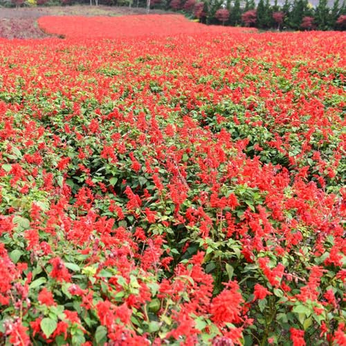 semi di salvia del fuoco, balcone Salvia splendens tappezzante resistente per il giardino 200pcs