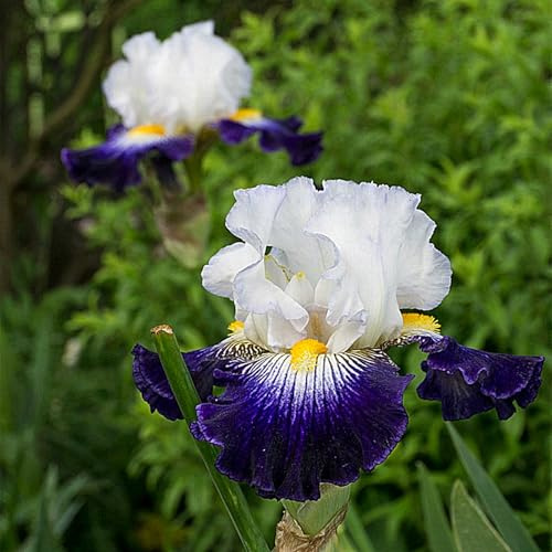 Bellissimo Iris bulbi,Iris pianta vera,Piante erbacee perenni,Facile da curare,Decorazione del giardino, bulbi belli e sani(non fiori artificiali)-5 bulbi-D