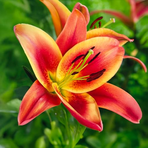 Bulbos de Lilium ORIENTAL-TRUMPET (LIRIOS GIGANTES) | Bulbos de los mejores productores holandeses | Selección y control | Floración garantizada. (3 bulbos de Lilium Oriental Trumpet 'Montego Bay')