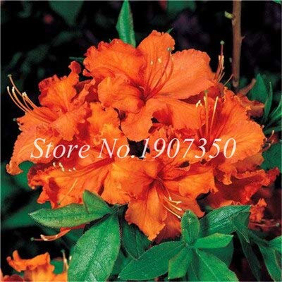 Seeds Fresh 100 PCS Azalea Flower Seeds for Seedsing Orange: Only Seeds