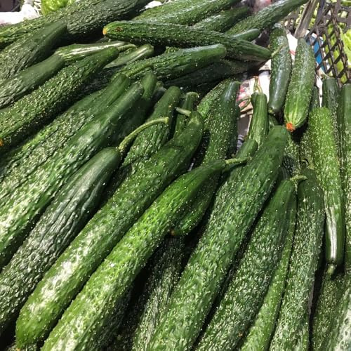 semillas de pepino organicas de jardín de rocas resistentes, invernadero de pepino, invierno, resistentes para el 50pcs