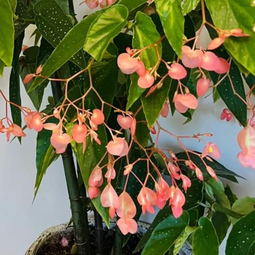 Forellenbegonie Pflanze Samen - pflanzen garten Begonia maculata, gartenpflanzen indoor plants, bio saatgut exotische samen büropflanzen, zimmerpflanzen winterharte pflanzen für garten 200pcs