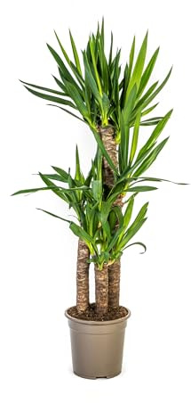 Yucca Elephantipes – Riesen-Palmlilie – Zimmerpflanze – Ø21cm – Höhe 90–110cm – Robuste Grünpflanze – Pflegeleicht & dekorativ