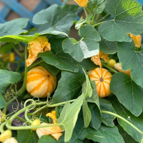 Semillas de calabaza - de jardin exóticas de balcón semillas de variedades antiguas 40pcs