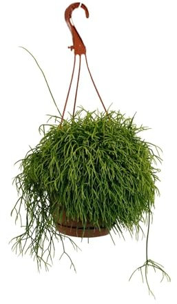 Korallenkaktus - Rhipsalis Cassutha - Zimmerpflanze - Ø17cm - 45cm
