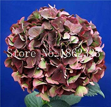 50Pcs Climbing Ortensia, Hydrangea Paniculata 'Vaniglia Fraise', la pianta del Fiore Ortensia, Pianta in Vaso per la casa Giardino: 18