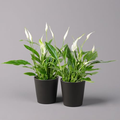 Einblatt 'Bellini', Topf-Ø 13 cm, mit Topf Dallas anthrazit, 2 Pflanzen