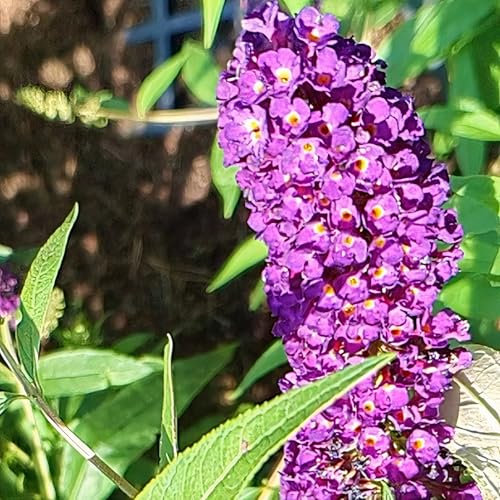 Schmetterlingsflieder Royal Red 2L - Mit seinem Duft lockt es Bienen und Schmetterlinge