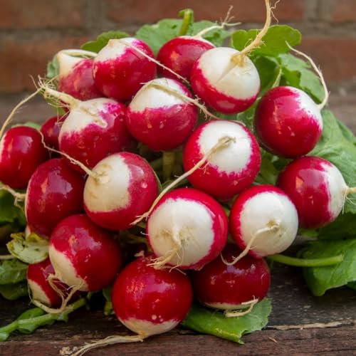 PREMIER SEEDS DIRECT - Seed Tape Radish Sparkler - 6M (3X2M) - Approx 540 Seeds