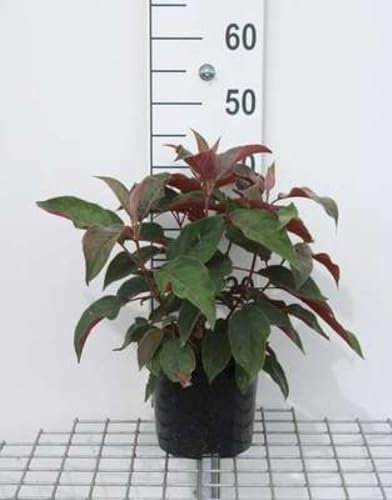 Hydrangea aspera 'Hot Chocolate'® - Hortensia 25-30 cm en pot