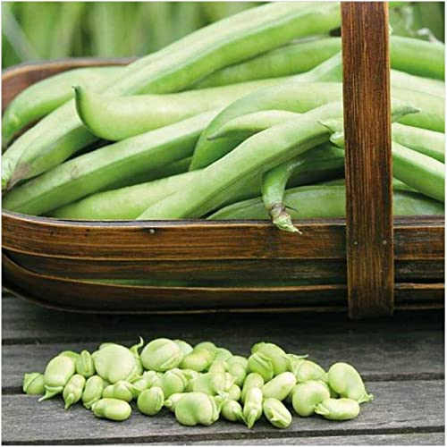 Broad Bean 'Masterpiece Green Longpod' Seeds Hardy Annual Vegetable Garden Plants Easy to Grow Your Own 1 Packet of 30 Seeds by Thompson and Morgan