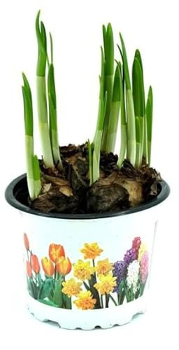 Narciso Natural en Bulbo - Flores Amarilla - Planta de Exterior