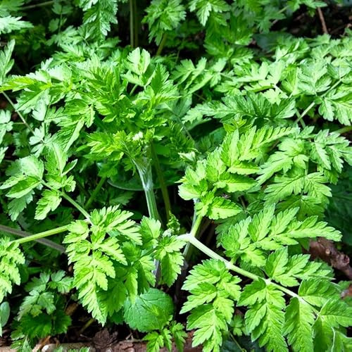 TomorrowSeeds - Chervil Seeds - 3000+ Count - for 2026 Planting Anthriscus Cerefolium French Parsley Cicely Gourmet Provence Green Herb Garden Vegetable Grow Your Own Home Farm Patio Healthy