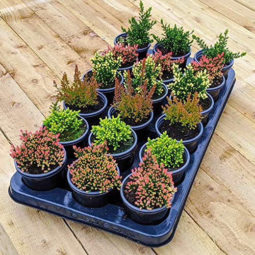 18 Potted Calluna Heathers | Premium Flowering Evergreen Bushy Shrub Plant Mix | Hardy Mixture of Garden Plants
