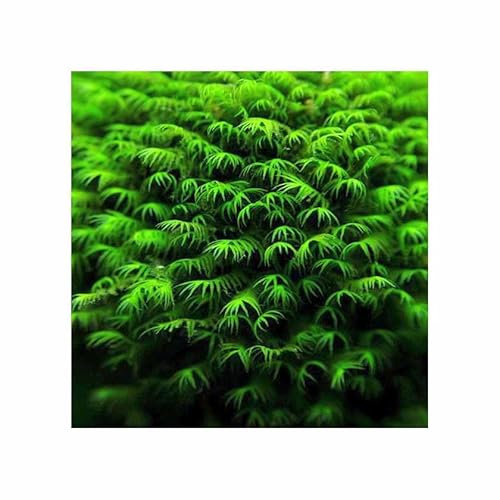 Stk - 15x Aquarium Fissidens fontanus Phoenix Moos Pflanzen - Samen A313 - Seeds & Plants Shop by Ipsa