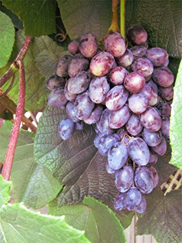 Vitis vinifera Blauer Spätburgunder (Pinot Noir) - fruchtiger Geschmack
