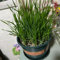 500 pcs Katzengras Samen Für Katzen kräutergarten küche, balkon pflanze kräutergarten balkon, seeds deko büro winterharte balkonpflanzen pflanze winterharte pflanzen für garten gartenkräuter,