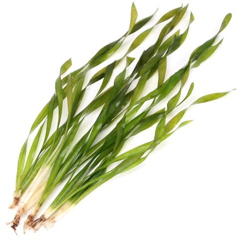 k2aqua 5 X Vallisneria Asiatica Twisted Corkscrew Vallis Live Aquarium Plant Ideal for Freshwater Tropical Aquascapes Natural Background Decoration