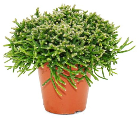 Rhipsalis burchelli Korallenkaktus 12cm Topf sukkulente Zimmerpflanze