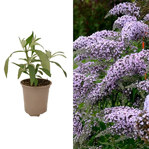 Carbeth Plants Buddleia Grand Cascade Plant 1 x 9cm Pot - Hardy Purple Mauve Butterfly Bush Easy to Grow Shrub - Summer Flowering Pollinator Friendly Garden Ready Plant for Beds, Borders & Pots