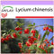 SAFLAX - Heilpflanzen - Gojibeere - 200 Samen - Lycium chinensis
