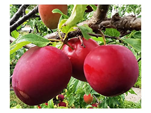 Prunus cerasifera, Cherry Plum, Spring Flowering, Edible Fruits, 20-30cm Tall Plants