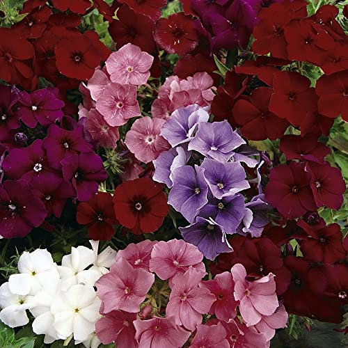 Phlox drummondii 'Dwarf Beauty Mixed' Annual Phlox Half-Hardy Annual Red Pink Lilac White Blooms Easy to Grow Your Own Outdoor Garden Flower Plants (Approx. 150 Seeds) by Thompson and Morgan