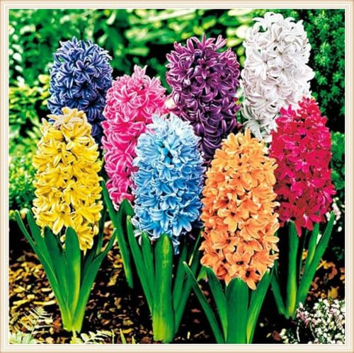 ,Hyazinthen Pflanzen Winterhart Hyazinthenzwiebel Winterhart MehrjäHrig-Hyazinthe Kaufen Hyazinthen Rhizome,MehrjäHrige Knollenpflanze Im Topf Pflanzen-4zwiebeln-d