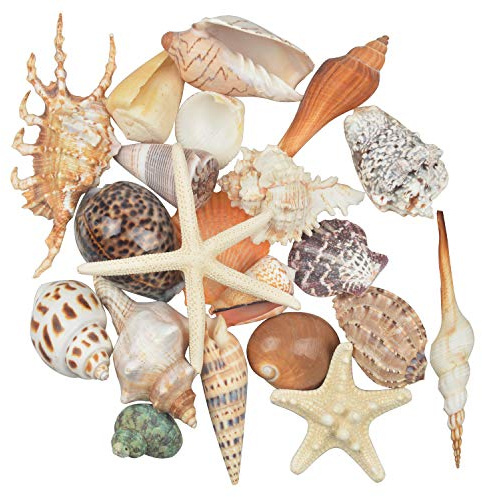 Jangostor 21 PCS Large Sea Shells Mixed Ocean Seashells, Various Sizes Natural Seashells Starfish Conch for Beach Theme Party, Home Decorations, DIY Crafts, Vase Filler Fish Tank Decorations