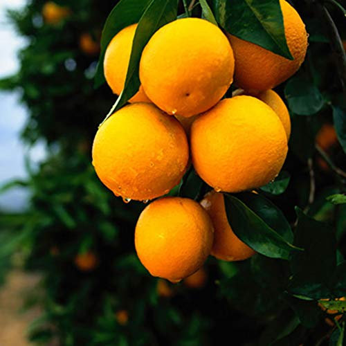 30 orangenbaum samen Mandarine winterharte balkonpflanzen zimmerpflanzen gärtner geschenke für den garten bonsaibaum obst frisch bio saatgut