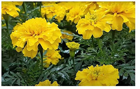 Pcs - 130x Samtblume Petite Jaune Tagètes Plantes - Graines K347 - Seeds & Plants Shop by Ipsa