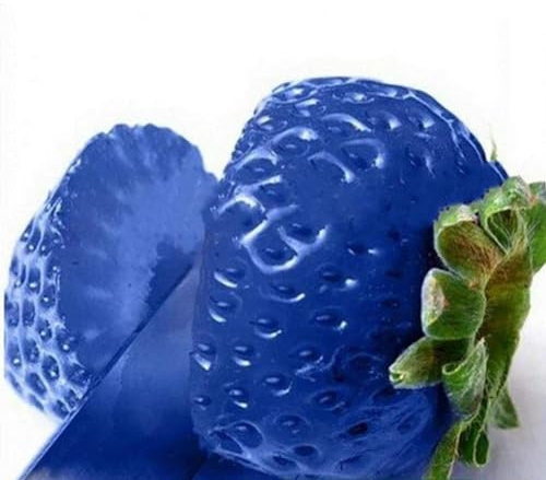 Luojuny Semillas de Fresa, 100 Piezas Semillas de Fresa Dulce Multicolor Jardín de su casa Granja Siembra Planta frutal Azul Semillas de Fresa
